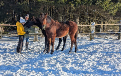 In den Pferdekindergarten