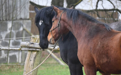 Vorbei ist das Lotterleben!