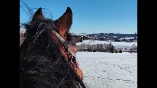 Winterausritte mit Zuchthengst Falco