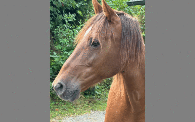 Vermittlung: Beistellpferd abzugeben