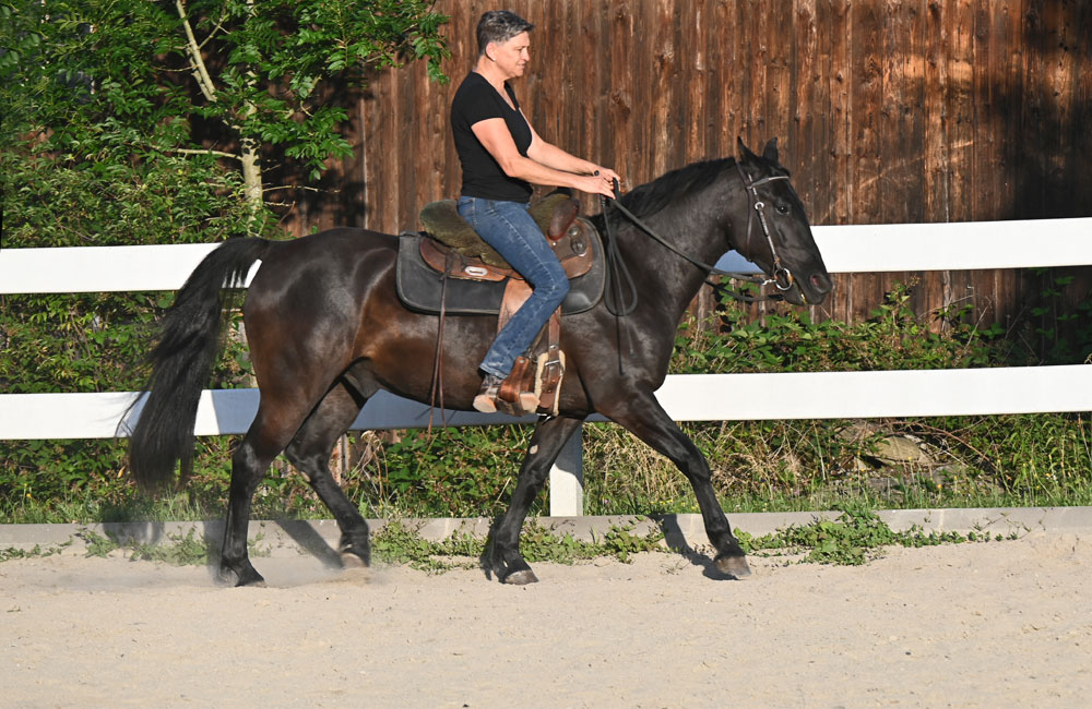 missouri foxtrotter kaufen valentino
