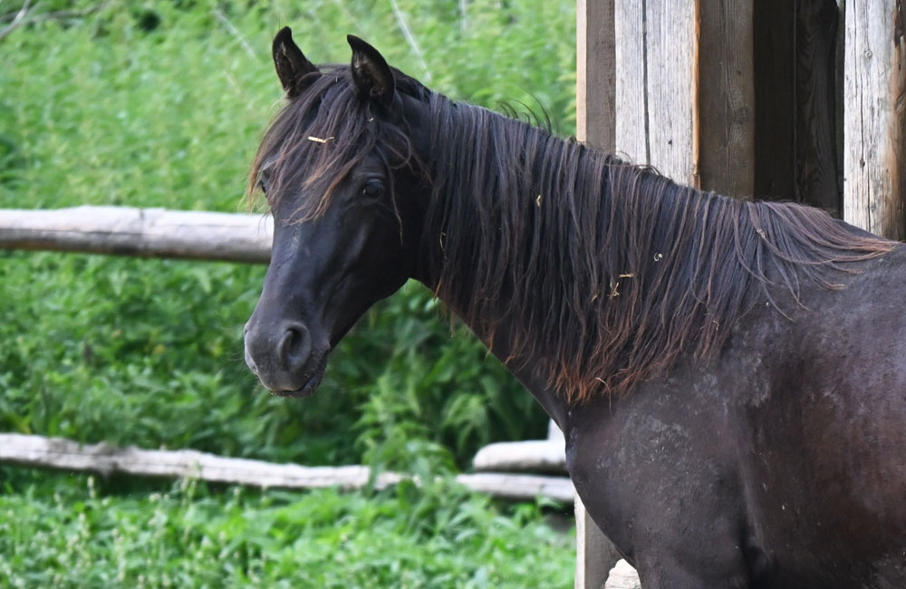 verkaufspferde missouri foxtrotter ollmann
