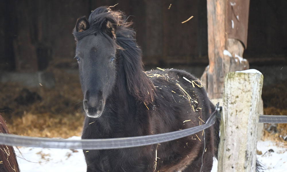 verkaufspferde missouri foxtrotter ollmann